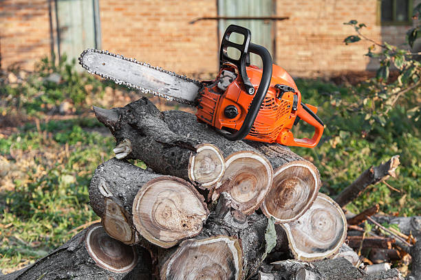 Best Tree Trimming Near Me  in Fall City, WA